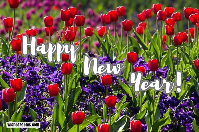 happy new year pics