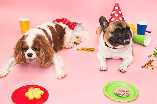 Happy Birthday Dog