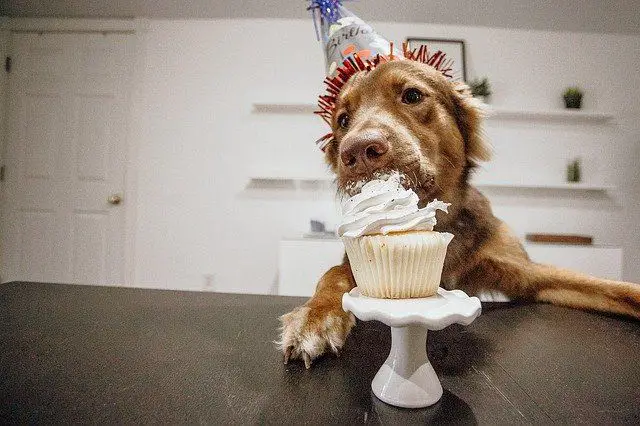happy birthday puppy